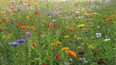 Blumenwiese Kißlegg